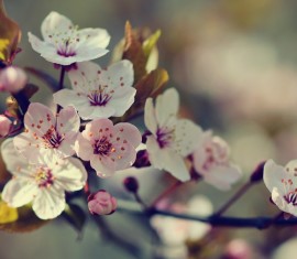 Comment fertiliser un pommier après la floraison : 16 options d’engrais