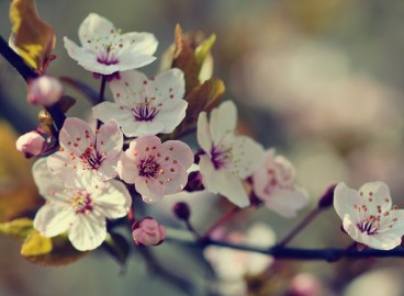 Comment fertiliser un pommier après la floraison : 16 options d’engrais