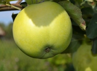 Pommier Narodnoe : caractéristiques de la variété et entretien