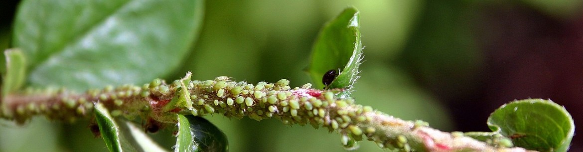 Pucerons verts sur les pommiers : comment traiter les arbres pour s’en débarrasser définitivement