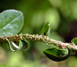 Pucerons verts sur les pommiers : comment traiter les arbres pour s’en débarrasser définitivement