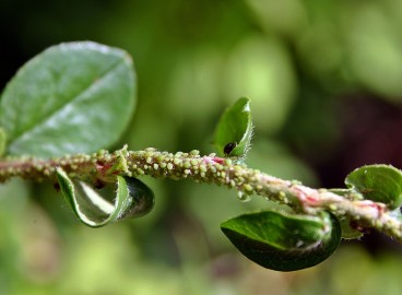 Pucerons verts sur les pommiers : comment traiter les arbres pour s’en débarrasser définitivement