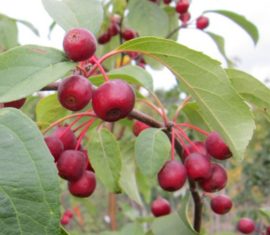 Pommier Yagodnaya : caractéristiques de la variété et entretien