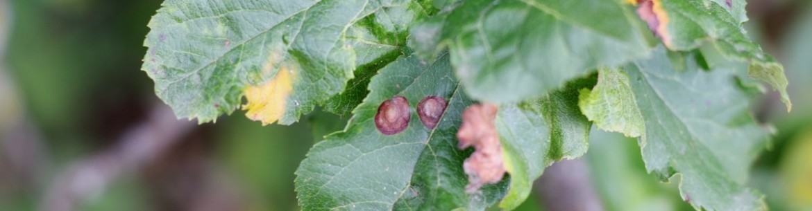 Taches brunes sur les feuilles du pommier : de quoi s’agit-il et comment les traiter ?