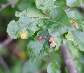 Taches brunes sur les feuilles du pommier : de quoi s’agit-il et comment les traiter ?