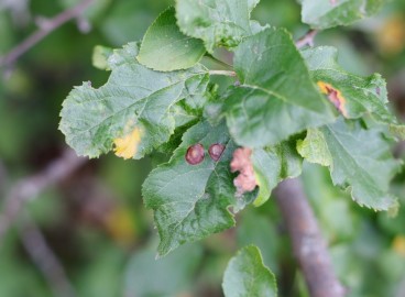 Taches brunes sur les feuilles du pommier : de quoi s’agit-il et comment les traiter ?
