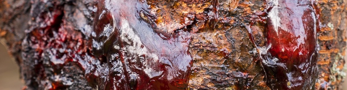 Pourquoi un liquide collant coule-t-il de mon pommier ?