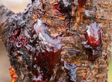 Pourquoi un liquide collant coule-t-il de mon pommier ?