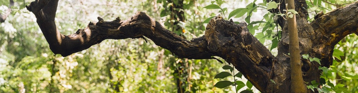 Comment se débarrasser des broussailles sur sa propriété