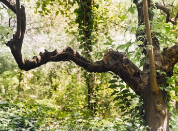 Comment se débarrasser des broussailles sur sa propriété