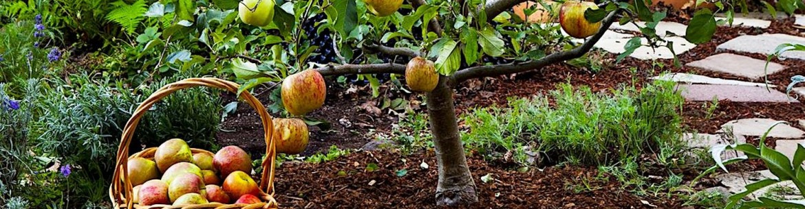 Aktara pour les arbres fruitiers : principes d'application importants pour une récolte abondante