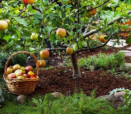 Aktara pour les arbres fruitiers : principes d'application importants pour une récolte abondante