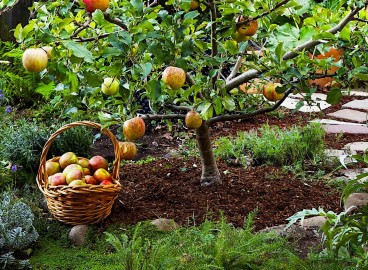 Aktara pour les arbres fruitiers : principes d'application importants pour une récolte abondante