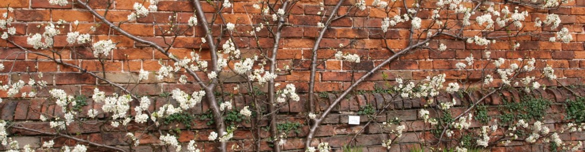 La taille appropriée des pommiers au printemps : techniques et conseils pour les débutants