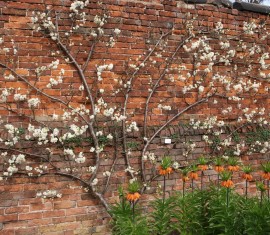 La taille appropriée des pommiers au printemps : techniques et conseils pour les débutants