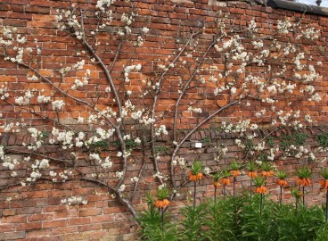 La taille appropriée des pommiers au printemps : techniques et conseils pour les débutants