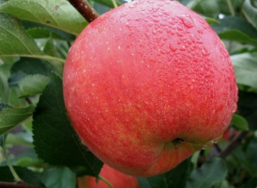 Pommier champion : caractéristiques de la variété et entretien
