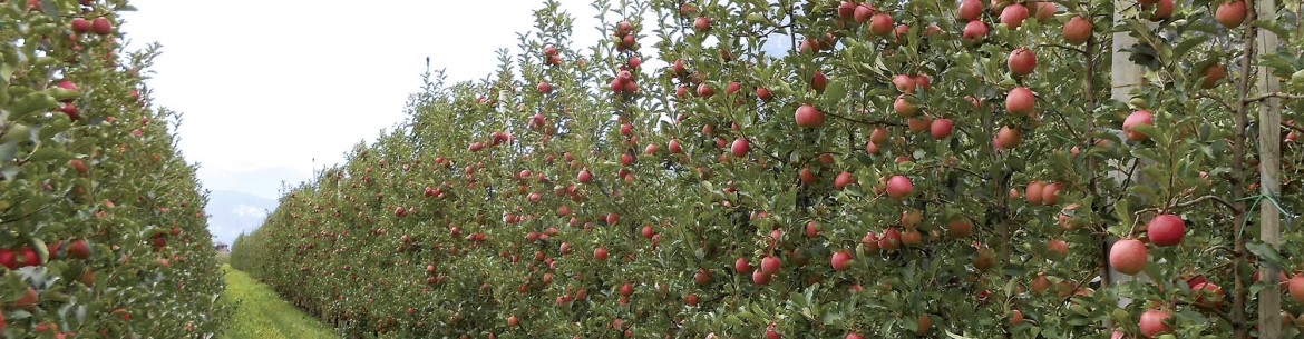 Arbres fruitiers colonnaires : avantages et inconvénients de leur culture sur une parcelle