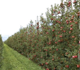 Arbres fruitiers colonnaires : avantages et inconvénients de leur culture sur une parcelle
