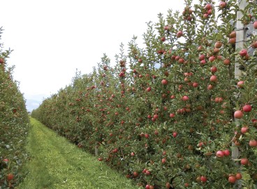 Arbres fruitiers colonnaires : avantages et inconvénients de leur culture sur une parcelle