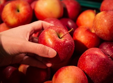 Les 3 variétés de pommes les plus délicieuses de Sibérie