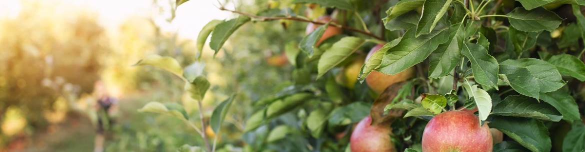 Les 5 variétés de pommes les plus délicieuses de Russie centrale