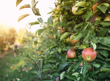 Les 5 variétés de pommes les plus délicieuses de Russie centrale