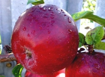 Pommier cerisier : variété et conseils d’entretien