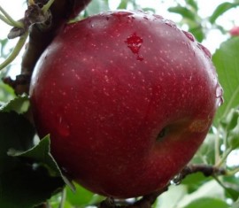 Pommier Jonathan : Variété et conseils d’entretien