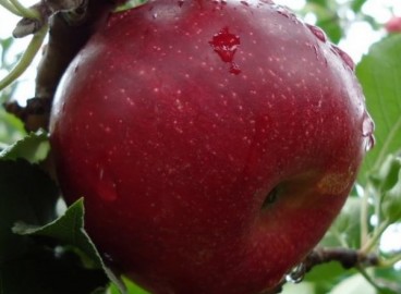 Pommier Jonathan : Variété et conseils d’entretien