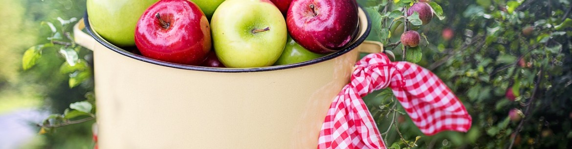 Comment cueillir des pommes sans abîmer un grand pommier