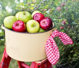 Comment cueillir des pommes sans abîmer un grand pommier