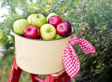 Comment cueillir des pommes sans abîmer un grand pommier