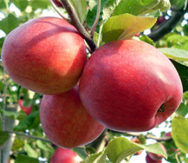 Pommier à safran Pepin : caractéristiques et entretien