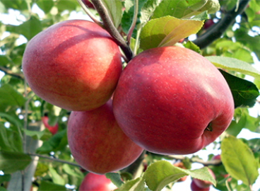 Pommier à safran Pepin : caractéristiques et entretien