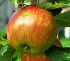 Pommier Elstar : caractéristiques de la variété et entretien