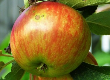 Pommier Elstar : caractéristiques de la variété et entretien