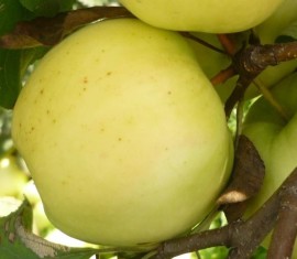 Pommier Sverdlovchanin : caractéristiques de la variété et entretien