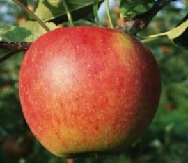 Pommier Uslada : caractéristiques de la variété et entretien