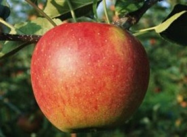 Pommier Uslada : caractéristiques de la variété et entretien