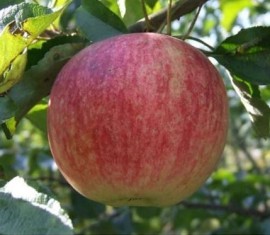 Pommier VEM-souvenir : caractéristiques de la variété et entretien