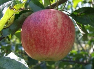 Pommier VEM-souvenir : caractéristiques de la variété et entretien