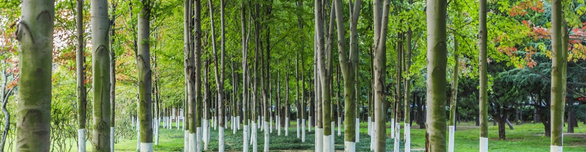 Quand et comment blanchir correctement les arbres du jardin en automne