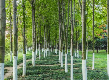 Quand et comment blanchir correctement les arbres du jardin en automne