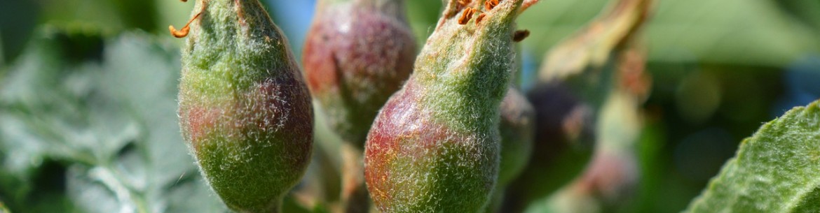 Fertilisation des pommiers en été pendant la fructification : règles et engrais