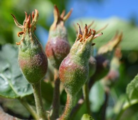 Fertilisation des pommiers en été pendant la fructification : règles et engrais