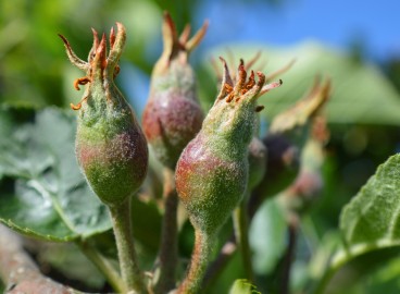 Fertilisation des pommiers en été pendant la fructification : règles et engrais