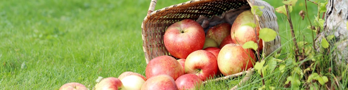 Pourquoi répand-on de la chaux vive autour d'un pommier au printemps ?