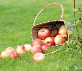 Pourquoi répand-on de la chaux vive autour d'un pommier au printemps ?