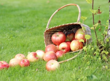 Pourquoi répand-on de la chaux vive autour d'un pommier au printemps ?